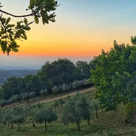 Amoliv 4*